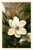 Ellen Thayer Fisher - Magnolia Grandiflora Variante 1
