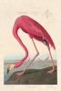 Robert Havell after John James Audubon - American Flamingo Variante 1