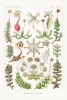 Ernst Haeckel - Hepaticae (Lebermoose), Botanical Illustrations Variante 1
