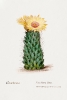 Beehive Cactus - Vintage Illustration Variante 1