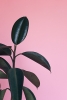Pink Plant Variante 1