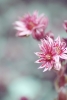 The Smallest, Pinkest Flowers Variante 1