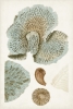 Corals No. 1 Variante 1