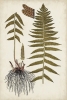 Botanical Samples No. 4 Variante 1