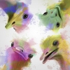 Rainbow Animals No. 5 - Ostriches Variante 1