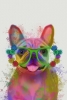 Rainbow Animals No. 7 - Bulldog Variante 1