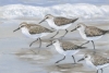 Sandpipers Variante 1