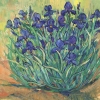 Irises Variante 1