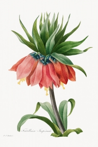 Pierre Joseph Redouté - Fritillaria Imperialis