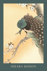 Ohara Koson - Peacock in Cherry Tree