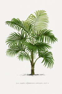 Vintage Palm Tree No. 2