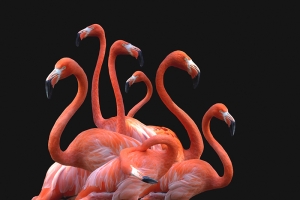 Seven Flamingos