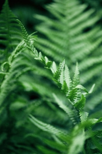 The Greenest Ferns
