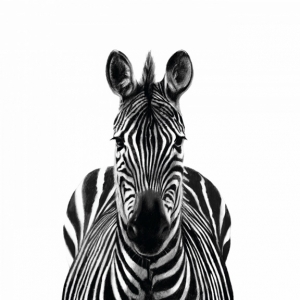 Frontal Zebra