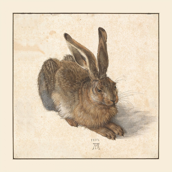 Albrecht Dürer - Feldhase (Young Hare) Variante 1 | 60x60 cm | Premium-Papier