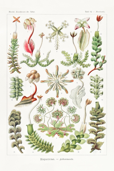 Ernst Haeckel - Hepaticae (Lebermoose), Botanical Illustrations Variante 1 | 60x90 cm | Premium-Papier wasserfest