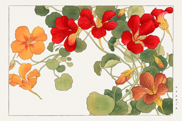 Tanigami Konan - Nasturtium Flower (Japanese Woodblock Art) Variante 1 | 40x60 cm | Premium-Papier