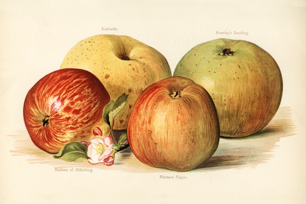 John Wright - Vintage Apple Illustration (The Fruit Grower's Guide - 1891) Variante 1 | 13x18 cm | Premium-Papier