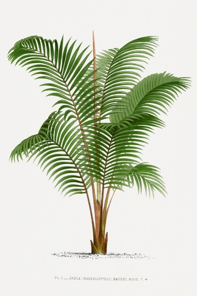 Vintage Palm Tree No. 3 