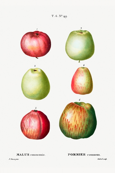 Pierre Joseph Redouté - Apple (Malus communis) Variante 1 | 13x18 cm | Premium-Papier