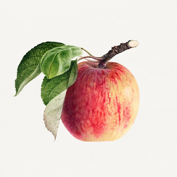 Royal Charles Steadman - Apple Illustration Variante 1 | 60x60 cm | Premium-Papier