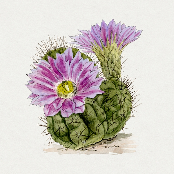 Echinopsis Pentlandii Cactus - Vintage Illustration 