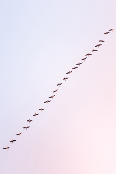 Row of Birds 
