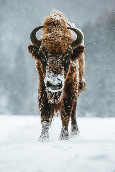 Bison in the Snow Variante 1 | 13x18 cm | Premium-Papier
