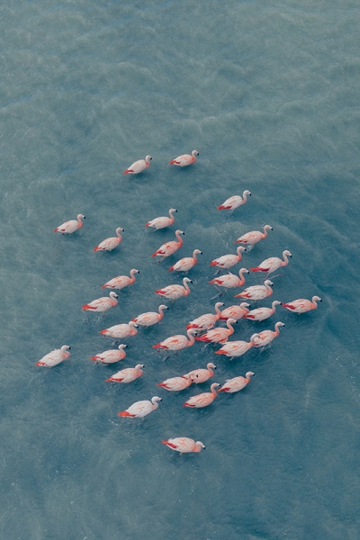 Herd of Flamingos 