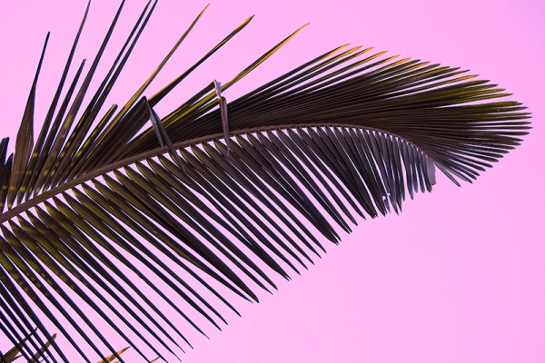 Pink Palm Leaf Variante 1 | 13x18 cm | Premium-Papier