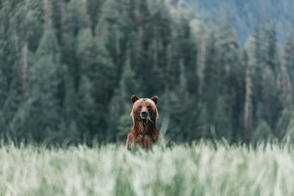 A Curious Bear 
