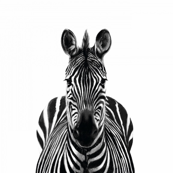 Frontal Zebra 