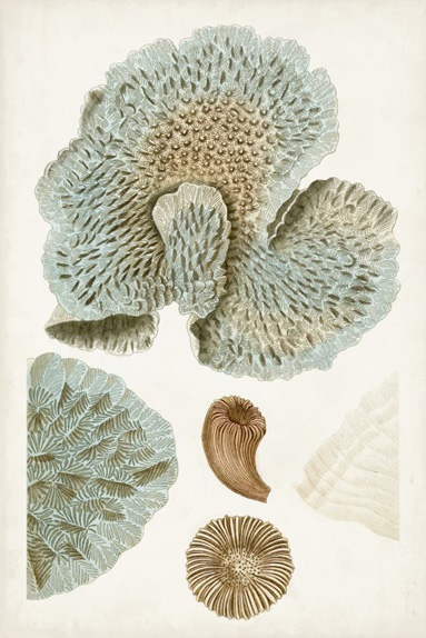 Corals No. 1 
