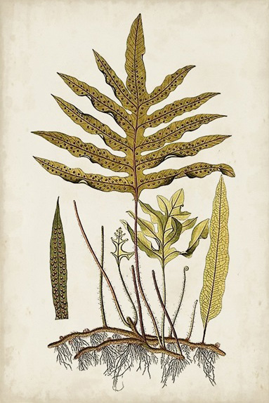 Botanical Samples No. 1 