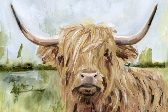 The Highland Cow 