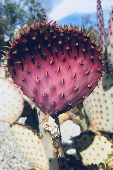 Fuchsia Cactus 
