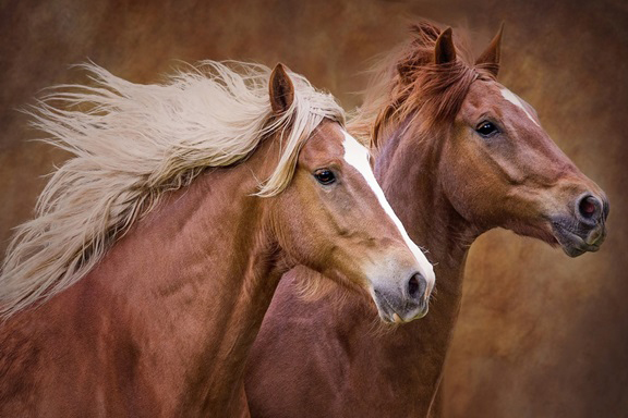 Horses in Brown 