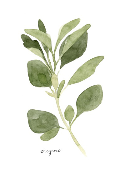 Herbs Collection No. 3: Oregano 