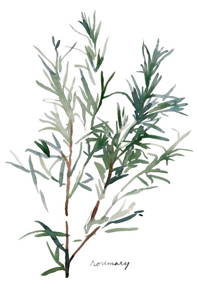 Herbs Collection No. 4: Rosemary 