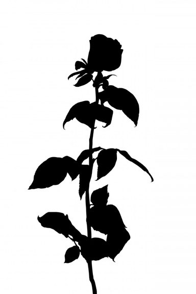 Rose Silhouette 