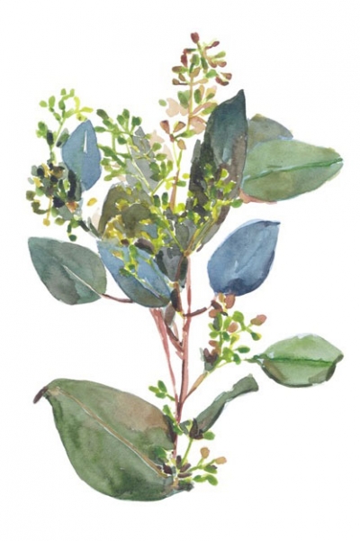 Flowering Eucalyptus No. 1 